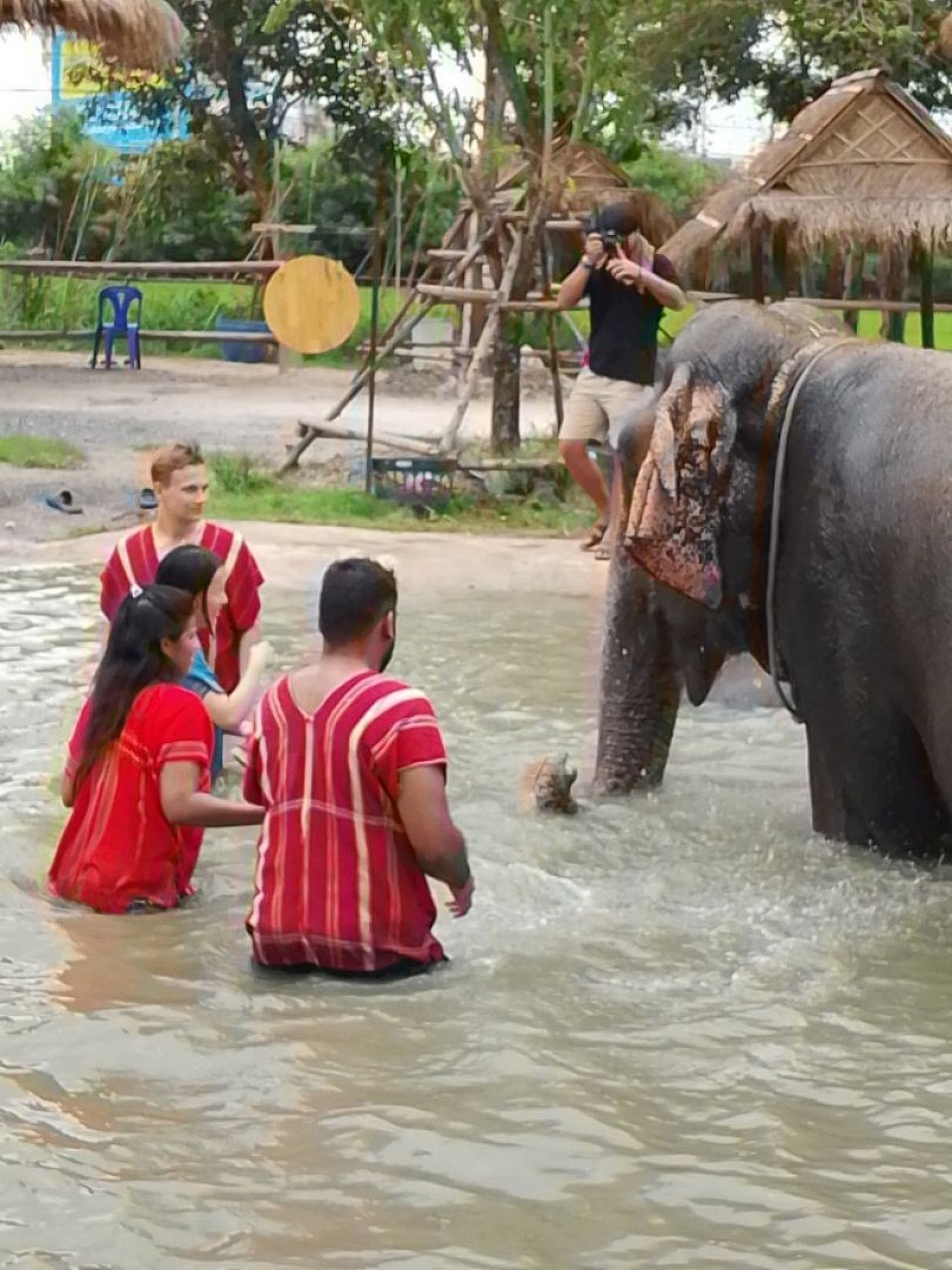 เหมารถไปดูช้างอาบน้ำช้าง